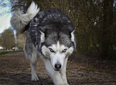 What is the Largest Wolf Breed? - LargestandBiggest.com