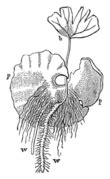 Category:Adiantum capillus-veneris - botanical illustrations ...