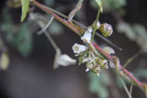 Cuscuta – eFlora of India