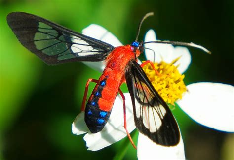 Scarlet-bodied Wasp Moth – Identification, Life Cycle, Facts & Pictures