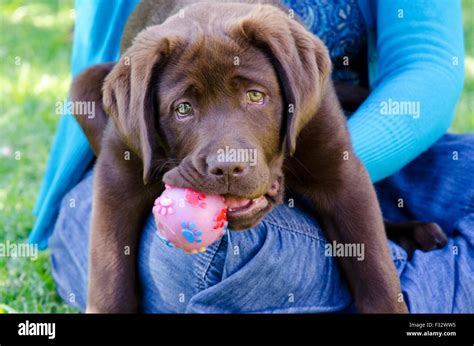 Chocolate Labrador Retriever puppy playing with a ball Stock Photo - Alamy