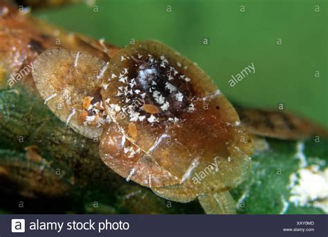 Soft Scale Insects Stock Photos & Soft Scale Insects Stock Images - Alamy