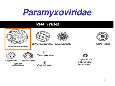 PPT - Paramyxoviridae PowerPoint Presentation, free download - ID:636320