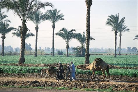 Egypt - Agriculture, Fishing, Nile | Britannica