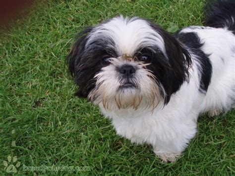 Image result for shih tzu black and white