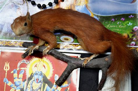 Vintage taxidermy Squirrel 35cm – Beyondeyesshop