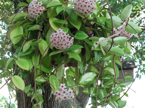 Hoya carnosa - Wax Plant | World of Succulents