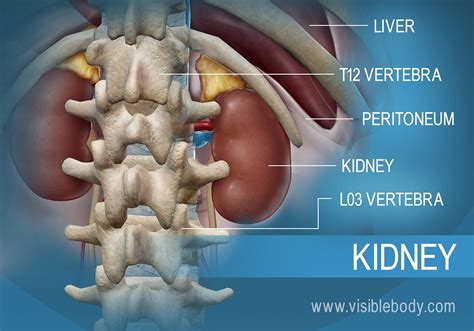 Where Are Your Kidneys Located In The Body