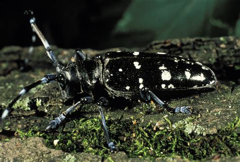 INVASIVE SPECIES | ASIAN LONG-HORNED BEETLE - Michigan United Conservation Clubs