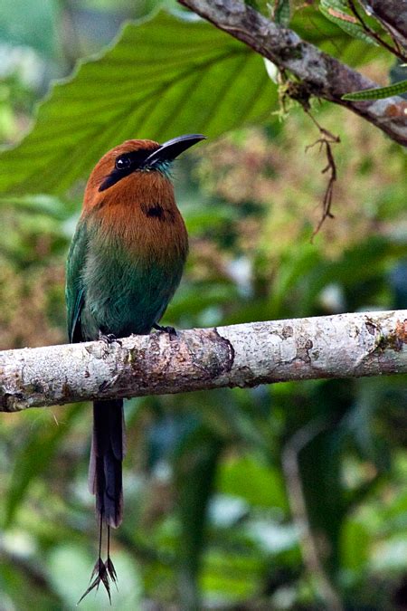 Broad-billed Motmot - Costa Rica