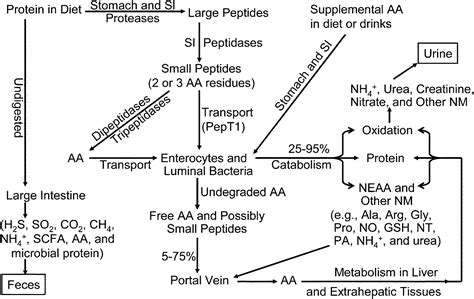 Dietary protein intake and human health - Food & Function (RSC Publishing) DOI:10.1039/C5FO01530H