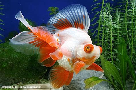 ryukin goldfish | Ryukin (Goldfish) | Goldfish, Freshwater aquarium fish, Ryukin goldfish