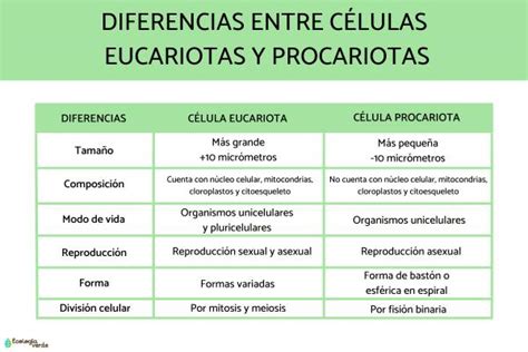 Diferencias entre células procariotas y eucariotas: ejemplos y definición