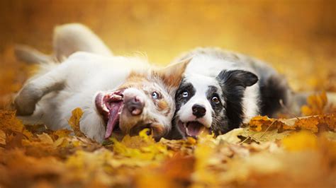 🔥 Download Dog Animals Depth Of Field Fall Wallpaper HD Animal by ...