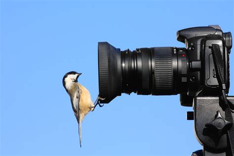 Best Budget Lens For Bird Photography [Nikon, Canon & More] - Birdwatching Buzz