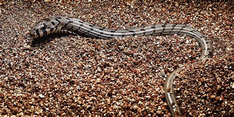 Stripy, Slithery, Splendid: European Glass Lizard Hatchlings | Smithsonian's National Zoo and ...