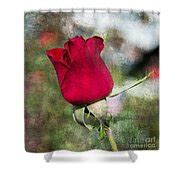Red Rose Oil Painting Photograph by Michael Moriarty - Fine Art America