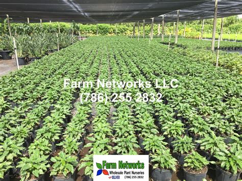 South Florida Wholesale Plants | Wholesale plants, Plants, Plant nursery