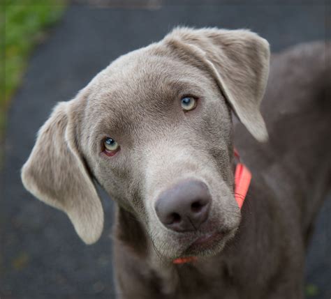 Shelter Dogs of Portland: "SPUTNIK" young Weimaraner/Silver Lab mix