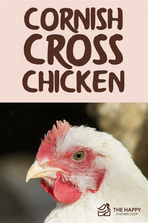 Cornish Cross Chicken: Get To Know - The Happy Chicken Coop