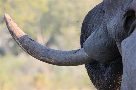 Elephant with Giant Tusk · Free Stock Photo