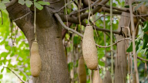 Sausage Tree | San Diego Zoo Animals & Plants