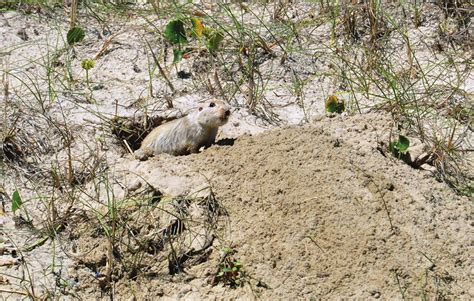 Tuco-tuco С. flamarioni in its typical habitat, Rio Grande do Sul ...