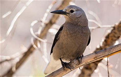 Birds - Glacier National Park (U.S. National Park Service)