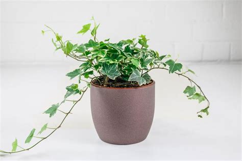 English Ivy (Hedera Helix) | Indoor & Outdoor Hanging Plant | Plants for hanging baskets ...