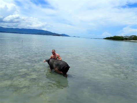 Koh Madsum: The Secret Pig Island Near Koh Samui - Bodega Hostels - Party hostels in Thailand ...