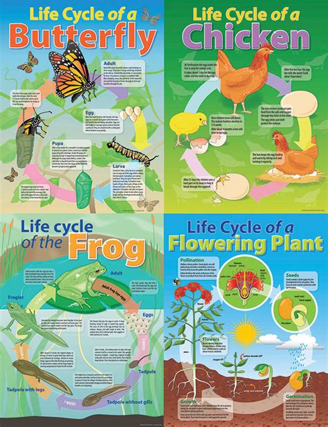 Life Cycle Poster - Frog