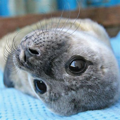 Seal Rescue Ireland - Love Gorey