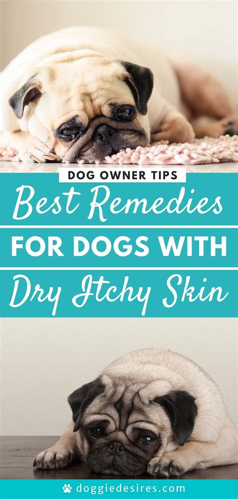 Home Remedies for Dogs Dry Itchy Skin | Dog dry skin, Dog dry skin ...