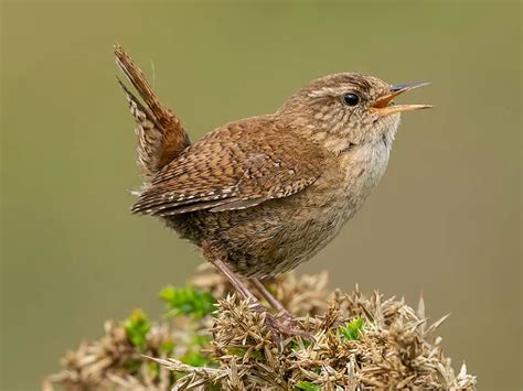 Five Species of Wrens in Michigan: A Guide to House, Marsh, Carolina ...