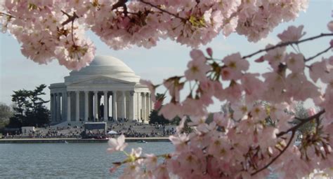 Washington Cherry Blossoms - CWVacations