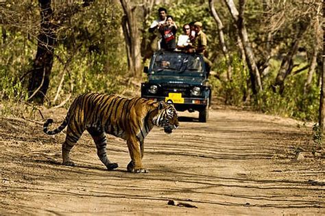 Jim Corbett National Park - A Comprehensive Guide | Thomas Cook Blog