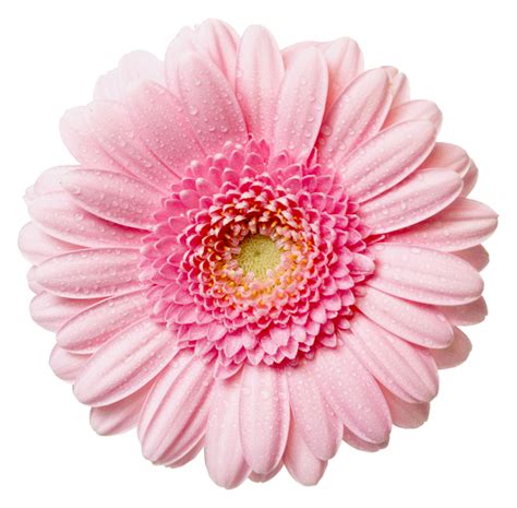 Collection of Pink Flower PNG. | PlusPNG