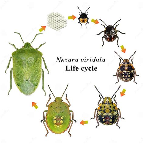 Southern Green Shieldbug. Life Cycle Stock Photo - Image of arthropod ...