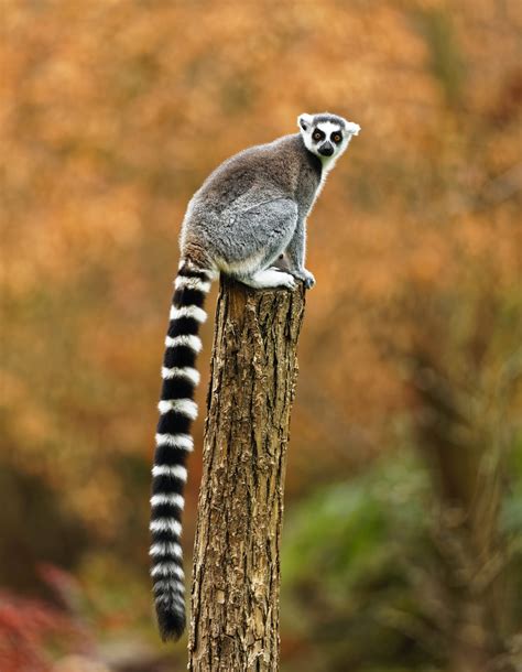 Lemurs. | Interestingfactswildlife.in