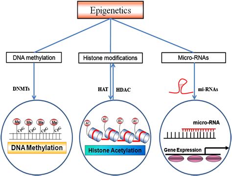 Epigenetic mechanisms underlying cardiac degeneration and regeneration - International Journal ...