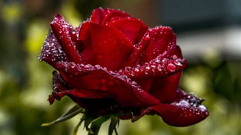 Hình ảnh hoa Hồng đỏ - Tổng hợp hình ảnh hoa Hồng đỏ đẹp nhất - Friend ...