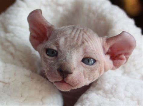 Sphynx, Elf, Bambino & Dwelf Kittens - Hairless Kittens for Sale in Sun City, Arizona Classified ...