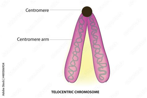 telocentric chromosome anatomy Stock Vector | Adobe Stock