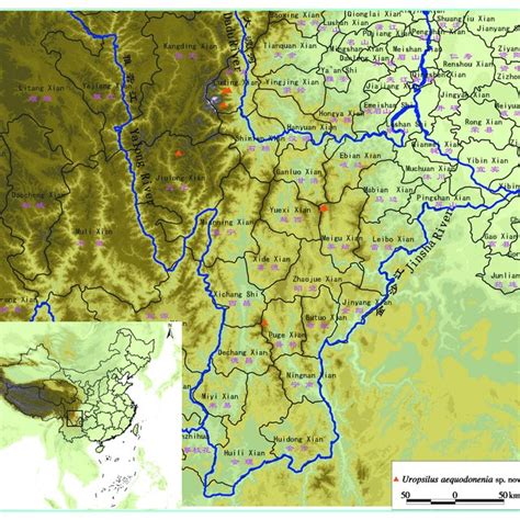 (PDF) A new species of Uropsilus (Talpidae: Uropsilinae) from Sichuan, China