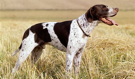 Pointer Dog Breed Information - Vetstreet | Vetstreet