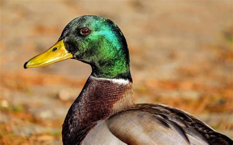 7 Different Wild Duck Breeds