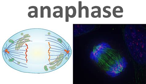 The Steps of Mitosis | Biology for Non-Majors I