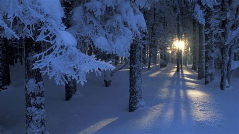 beautiful, Magical, Forest, In, Winter Wallpapers HD / Desktop and Mobile Backgrounds