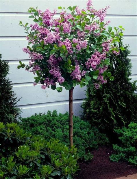 Beautiful Dwarf Lilac Trees For Your Garden | Lilac tree, Dwarf lilac tree, Lilac trees