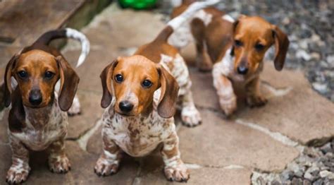 Dachshund Growth Chart | Dachshund Weight & Size Chart